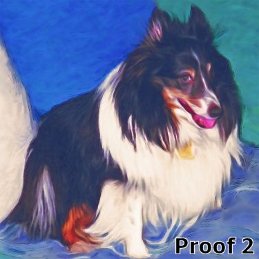 Shetland Sheepdog portraits