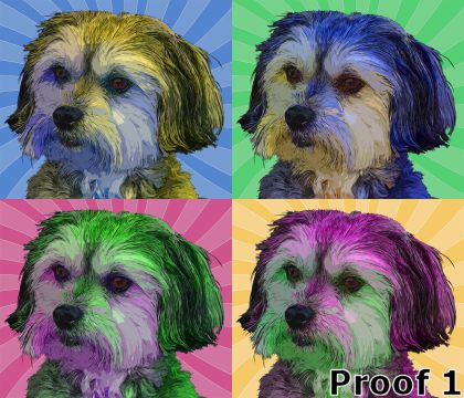 Lowchen portrait