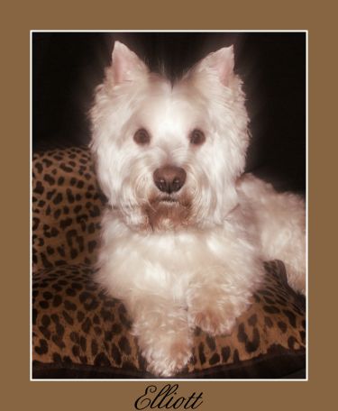 Westie Art Portraits and Gifts