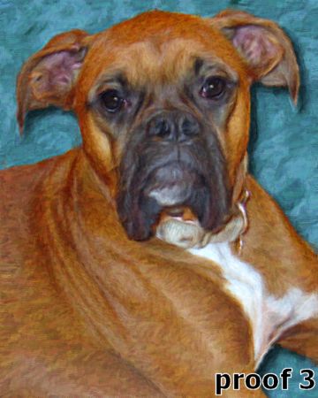 Breed Specific Boxer portrait