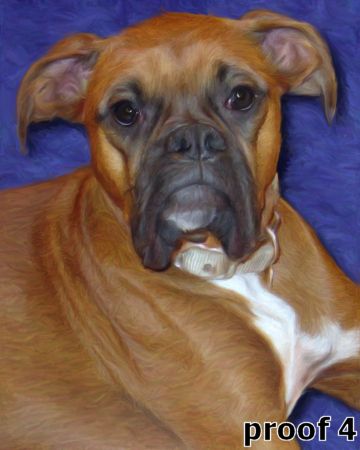 Boxer dog portraits and gidts