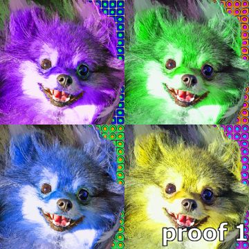 pom portraits for the pomeranian lover