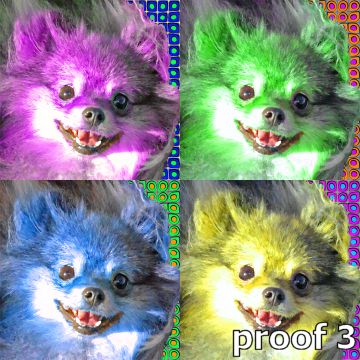 Pomeranian Pop Art Portrait and gift items