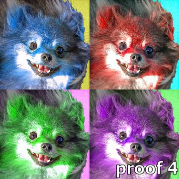 Pomeranian Pop Art Portraits and gifts for the Pomeranian lover
