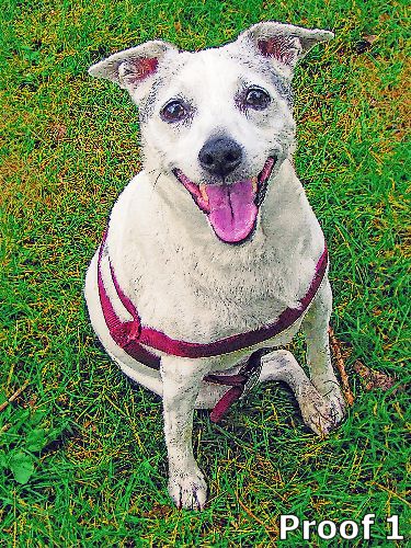 pop art pet portrait gifts