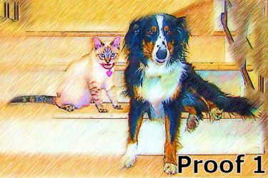 pet portrait