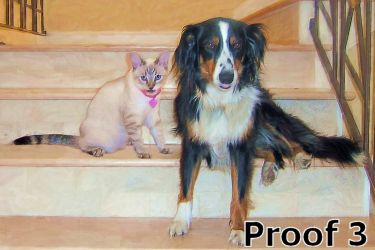 Custom dog and cat portrait