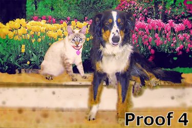 cat and dog art comission