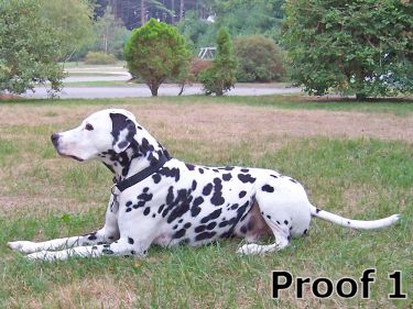 Custom Dalmation Art