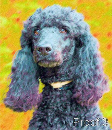 Poodle pop art portrait custom art