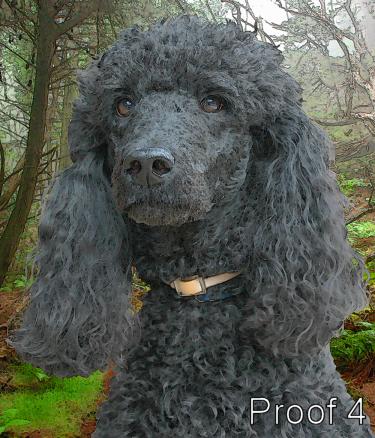 Custom Poodle Warhol style art portrait