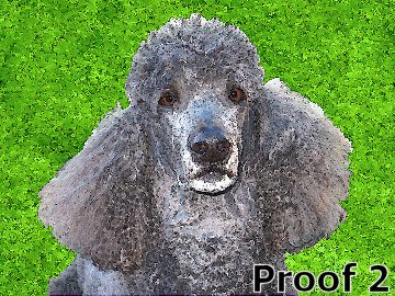 Poodle cool portrait 