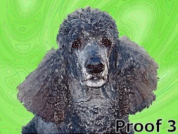 Poodle art portrait custom art