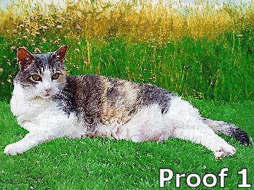 Portraits from your Cats photos custom cat art