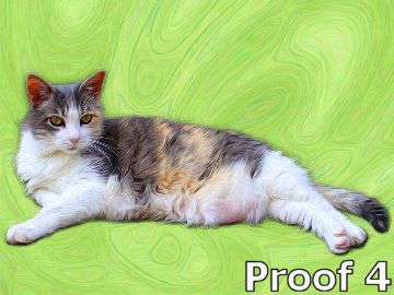 Cat art from your photos