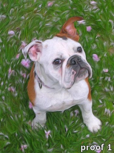Old English Bulldog gifts