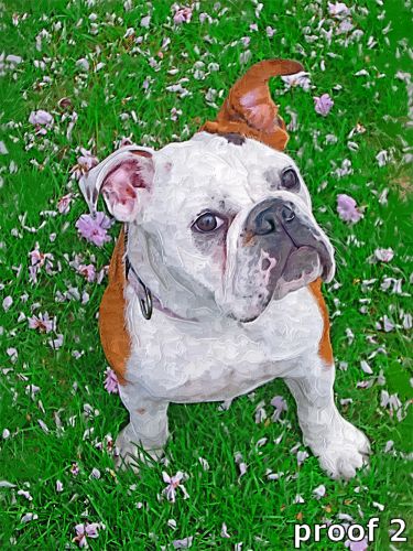 Painterly Bully portrait