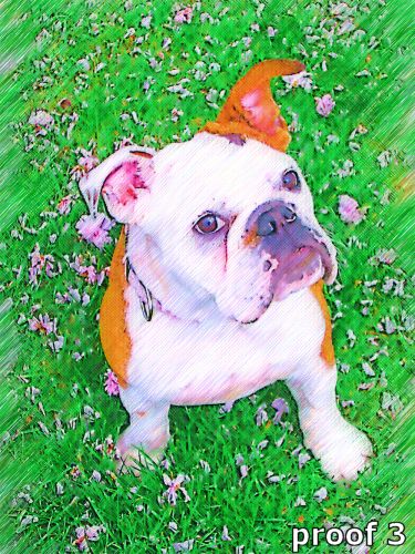 English bulldog art