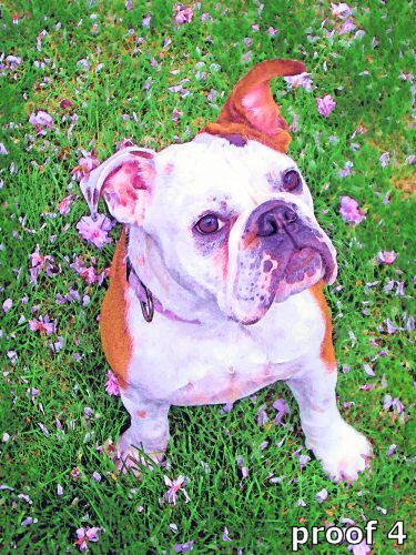 Breed specific English Bulldog portrait