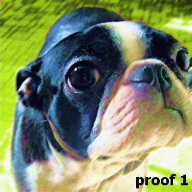 Boston Terrier art