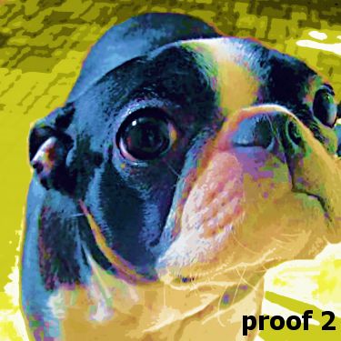 Boston Terrier portraits