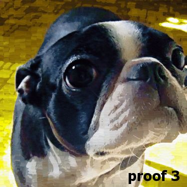 Boston Terrier Custom portrait