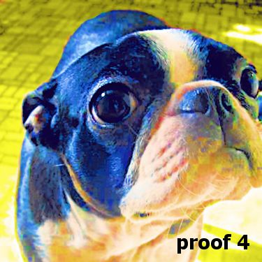 Boston Terrier Gifts and Portraits