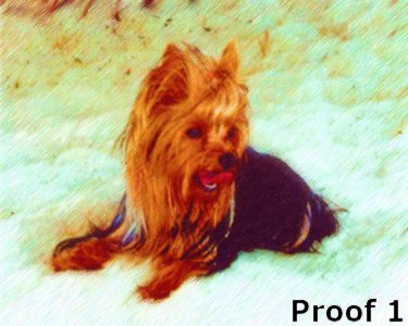 Warhol Style Yorkie Terrier art and gifts