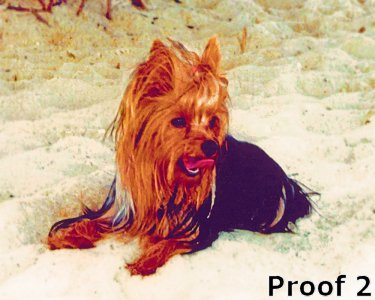 Yorkie Terrier whimsical portraits