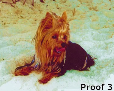 Yorkie Terrier Custom portrait
