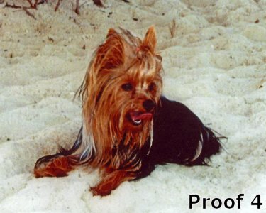 Custom Yorkie Terrier Gifts