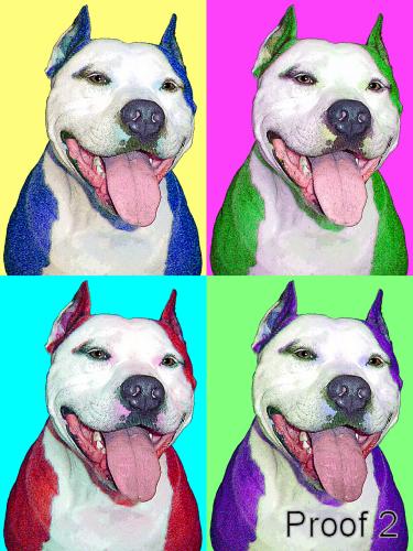 Pit Bull Portraits