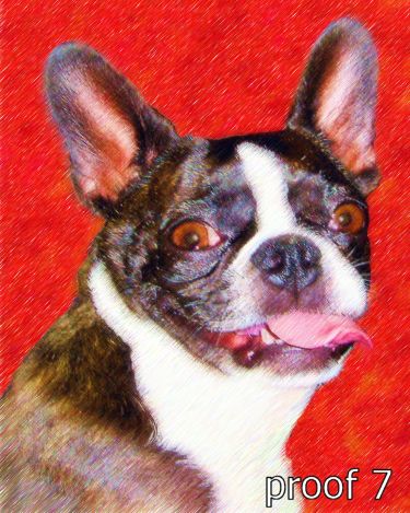 Custom Boston Terrier art