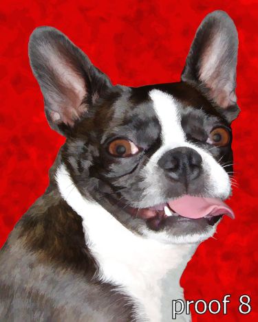 Boston Terrier custom  portraits