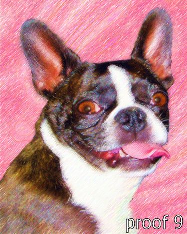 Boston Terrier portraits