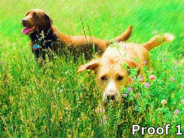 Fun Dog Pop Art