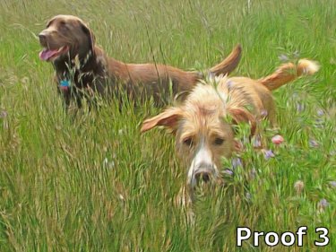 Portrait of 2 dogs