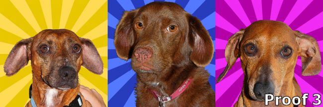 Custom portrait Triptych dog art