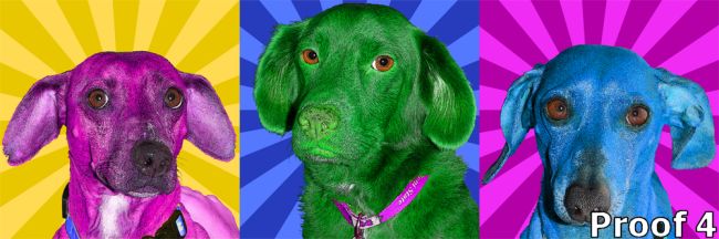 Triptych dog portrait Warhol style