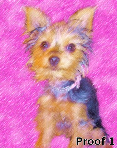 Yorkie Terrier custom pet portrait