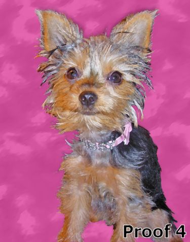 Custom Yorksire Terrier portraits and Gifts