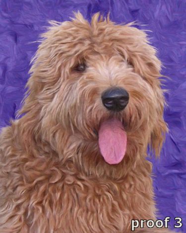 Custom Golden Doodle art