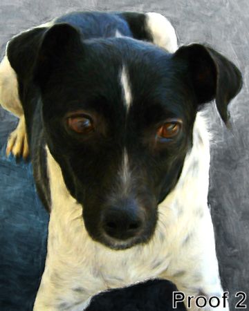 portrait Rat Terrier