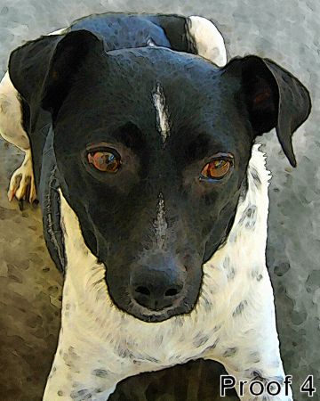 breed specific pet Rat terrier portraits