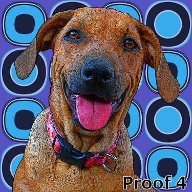 Rhodesian Ridgeback gifts and portraits