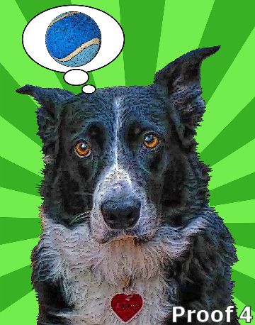 Border Collie gifts and portraits