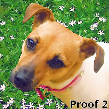 Custom Jack Russell Portrait