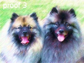 breed specific keeshond portraits