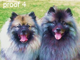breed keeshond art and gifts