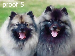 keeshond art portrait